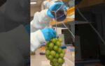 Biodegradable wash keeps grapes fresh for 2 weeks at room temperature