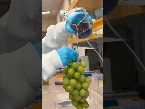 Biodegradable wash keeps grapes fresh for 2 weeks at room temperature