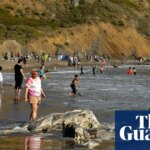 Gray whales, once rare in San Francisco Bay, dying there at alarming rates | California