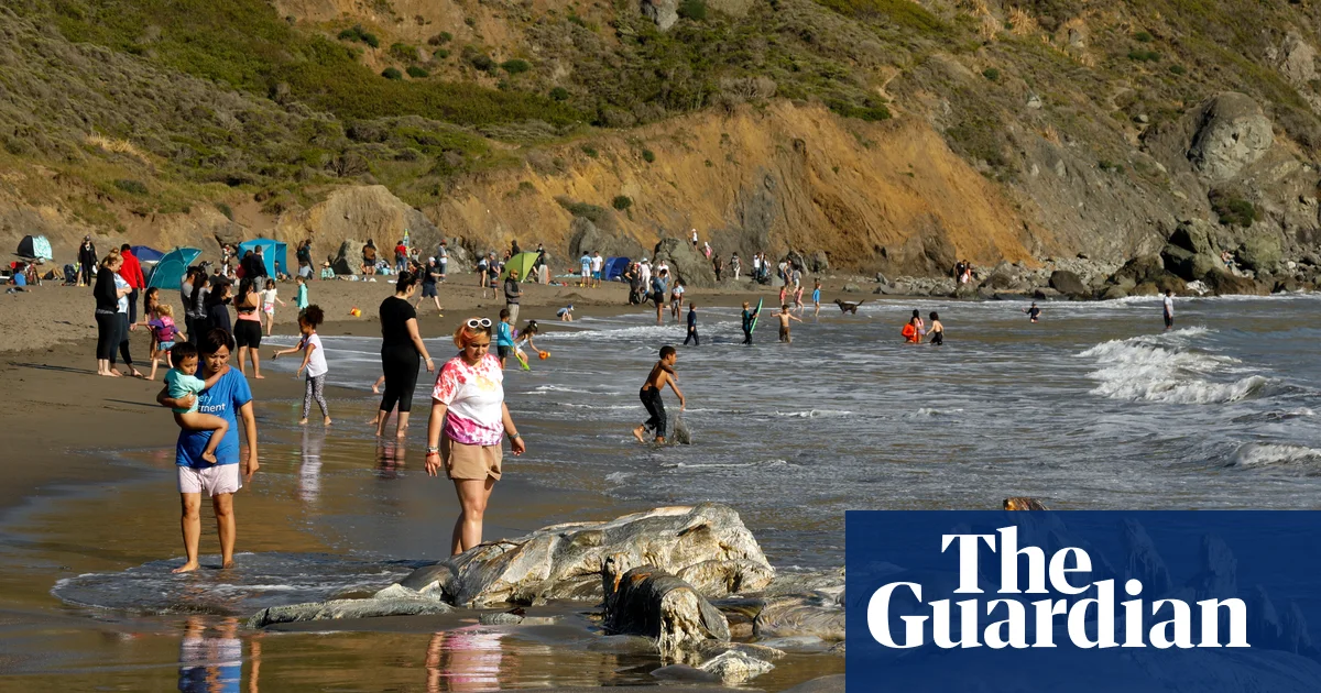 Gray whales, once rare in San Francisco Bay, dying there at alarming rates | California