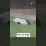 Litter of 5 bear cubs spotted in Connecticut for the first time