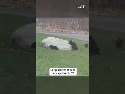 Litter of 5 bear cubs spotted in Connecticut for the first time