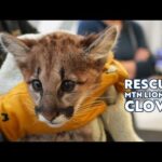 Two mountain lion cubs rescued from certain death