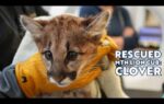 Two mountain lion cubs rescued from certain death