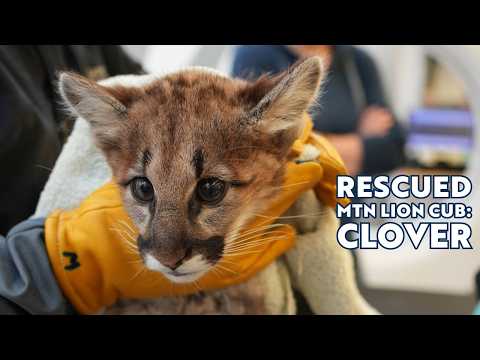 Two mountain lion cubs rescued from certain death