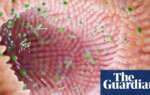 Gut microbiome can reveal risk of Parkinson’s, scientists say | Parkinson's disease