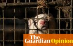 Ban fur farming or risk a new pandemic | Neil Vora
