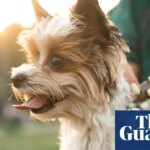 Fitness tracker for Fido? Experts split on benefits of pet wearable tech | Technology