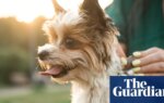 Fitness tracker for Fido? Experts split on benefits of pet wearable tech | Technology