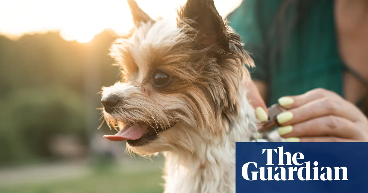 Fitness tracker for Fido? Experts split on benefits of pet wearable tech | Technology