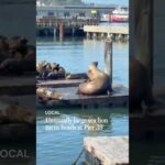 Chonkers the 2,000-pound sea lion is making waves in San Francisco Bay