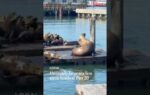 Chonkers the 2,000-pound sea lion is making waves in San Francisco Bay
