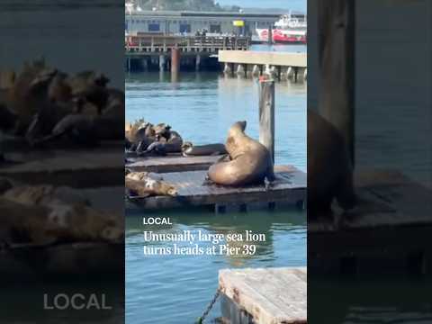 Unusually large sea lion turns heads at Pier 39 thumbnail