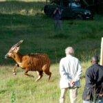 Critically endangered antelopes return to Kenya from Czech zoo