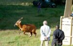 Critically endangered antelopes return to Kenya from Czech zoo