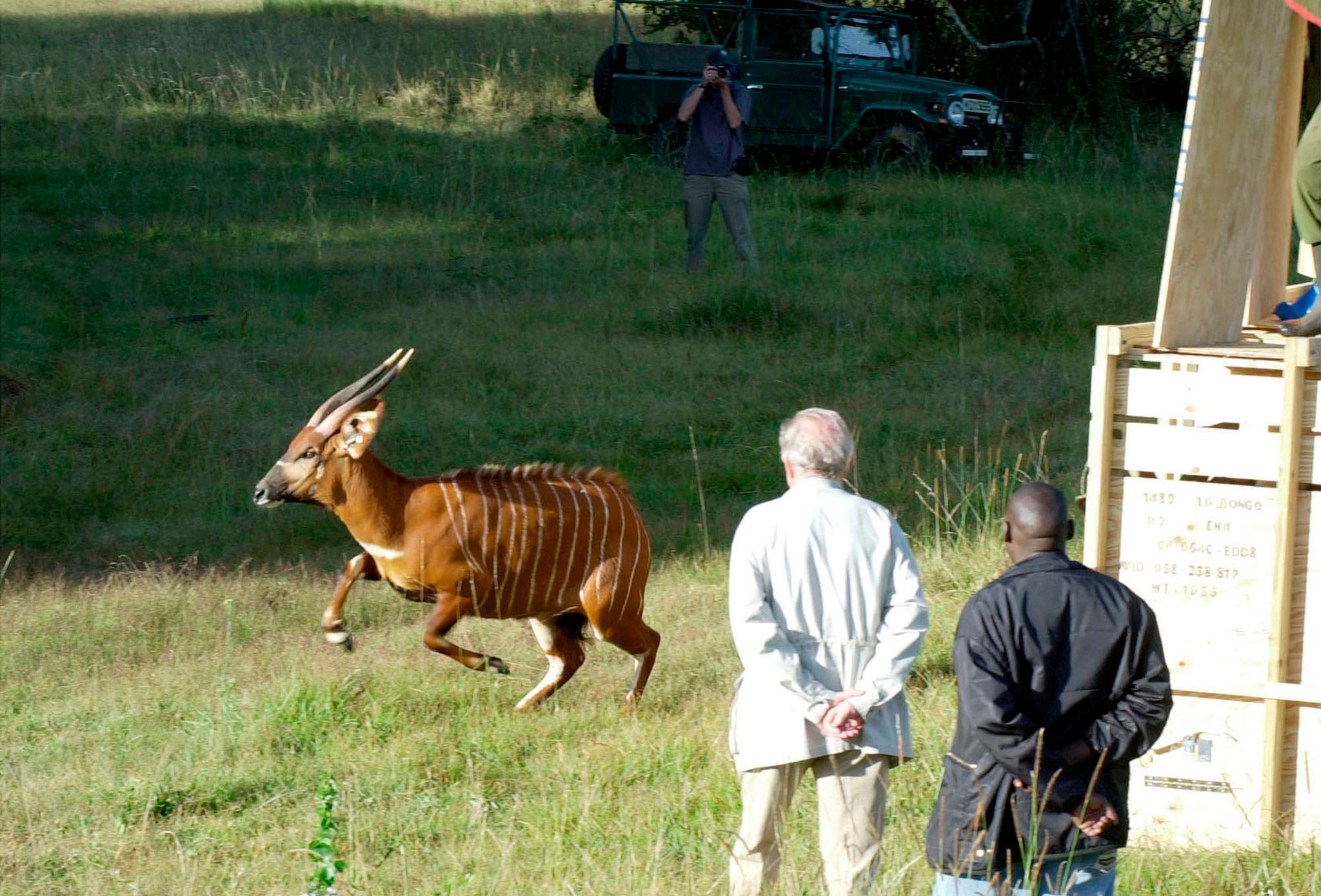 Critically endangered antelopes return to Kenya from Czech zoo