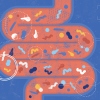 illustration showing the human gut overwhelmed with so called bad intestinal bacteria.