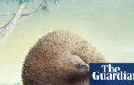 Giant echidnas weighing 15kg roamed Victoria – and the evidence was hiding in plain sight | Mammals