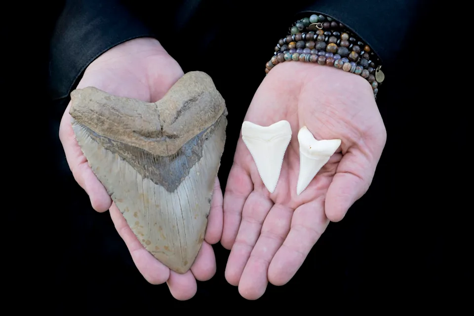 In one hand rests an enormous tooth from a megalodon; in the other hand, two teeth from a great white shark. The megalodon tooth is about six times as large as those of the great white.