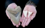 Millions of years ago, the megalodon ruled the oceans – why did it disappear?