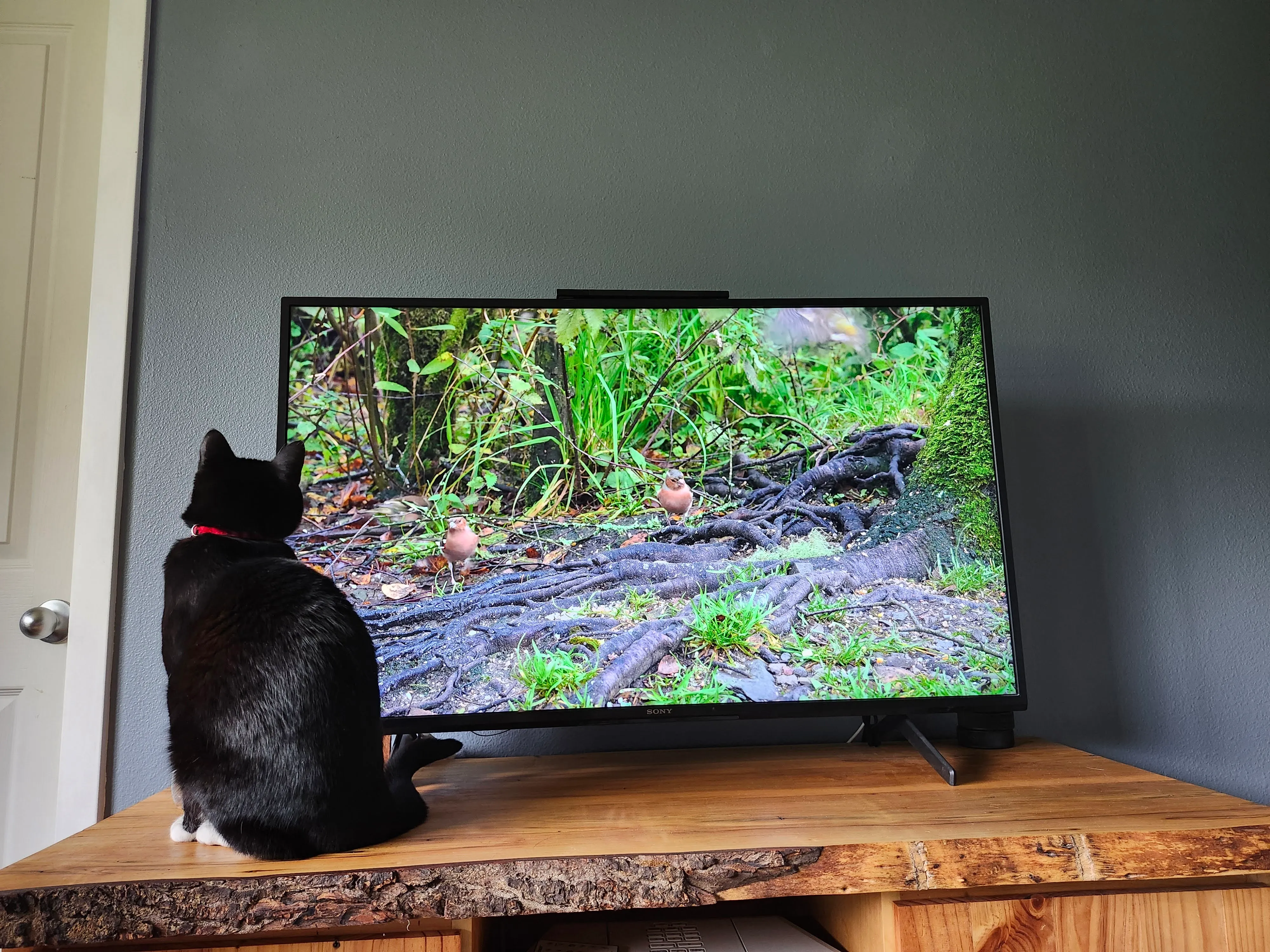 cat watching bird on tv