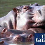 Colombia to cull up to 80 hippos descended from Pablo Escobar zoo | Colombia