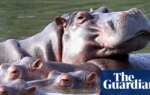 Colombia to cull up to 80 hippos descended from Pablo Escobar zoo | Colombia