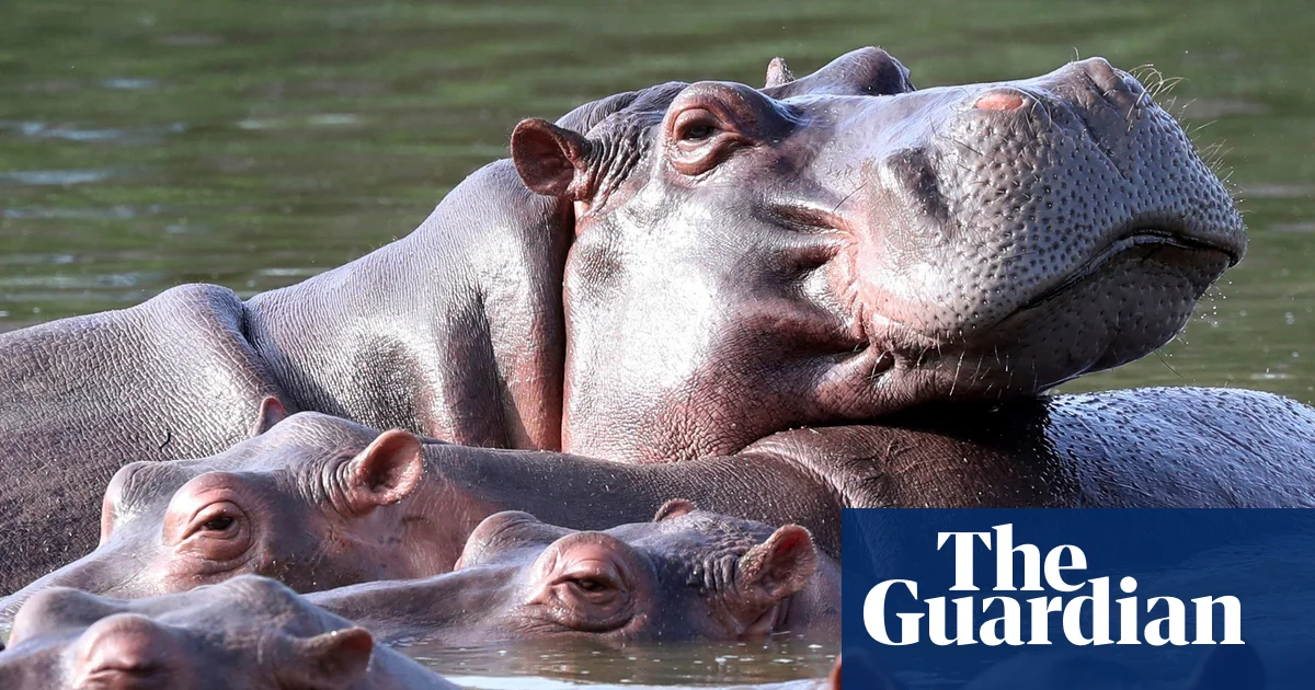 Colombia to cull up to 80 hippos descended from Pablo Escobar zoo | Colombia