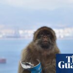 Gibraltar’s monkeys eat mud ‘to avoid upset stomachs from tourist junk food’ | Gibraltar