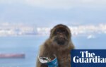Gibraltar’s monkeys eat mud ‘to avoid upset stomachs from tourist junk food’ | Gibraltar