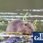 Beavers thriving after being reintroduced to English wild – video | Animals