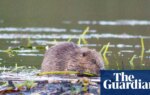 Beavers thriving after being reintroduced to English wild – video | Animals