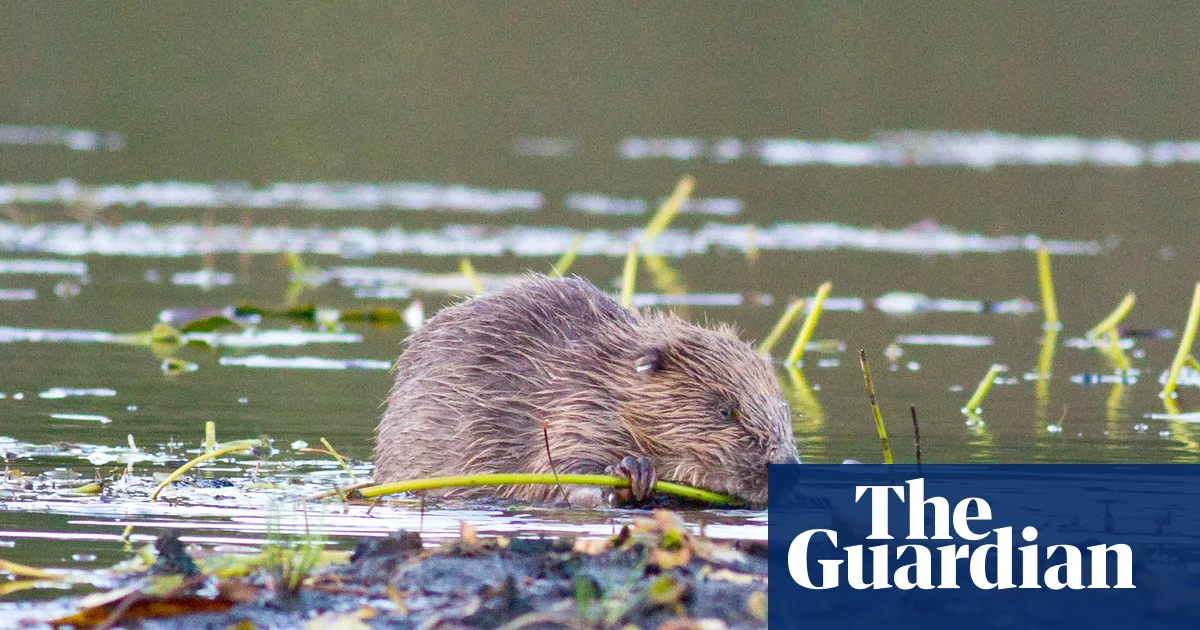 Beavers thriving after being reintroduced to English wild – video | Animals