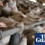 UK looked at ways to ‘open doors’ to US chlorinated chicken, FoI request shows | Food safety