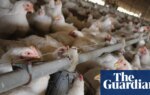 UK looked at ways to ‘open doors’ to US chlorinated chicken, FoI request shows | Food safety