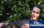 Australia is the world’s fourth-largest black truffle producer. Now scientists may have unearthed why | Farming