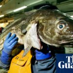 Consumers urged to ‘completely avoid’ UK-caught cod as population plunges | Fishing