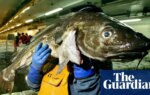 Consumers urged to ‘completely avoid’ UK-caught cod as population plunges | Fishing