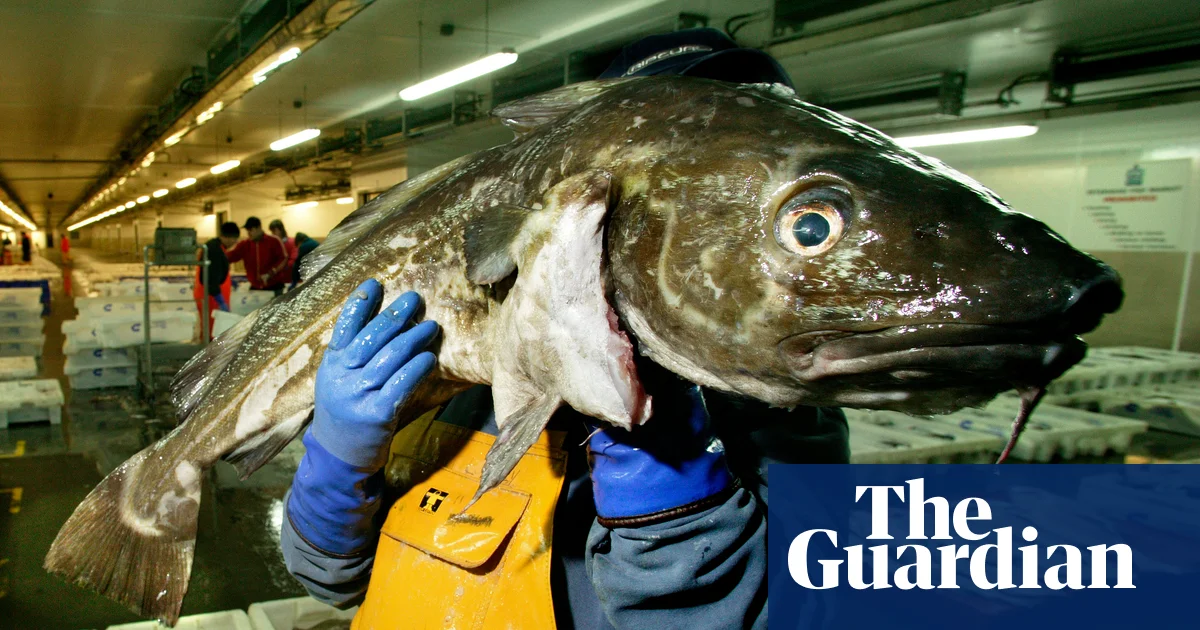 Consumers urged to ‘completely avoid’ UK-caught cod as population plunges | Fishing