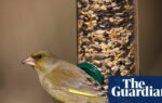 Take down bird feeders this summer to cut spread of avian disease, says RSPB | Birds
