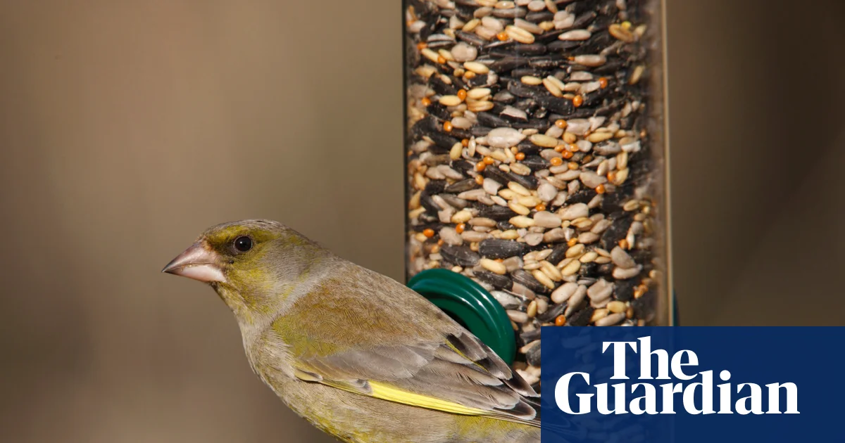 Take down bird feeders this summer to cut spread of avian disease, says RSPB | Birds