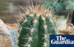 Plantwatch: the cactus that lures bats with its fuzzy acoustic hat | Science