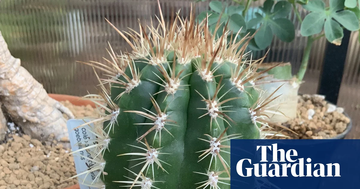 Plantwatch: the cactus that lures bats with its fuzzy acoustic hat | Science
