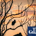 Wildlife and humans thriving in Unesco-protected sites | Unesco