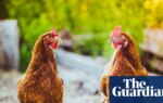 Chlorinated chicken with a side of safety warnings | Food safety