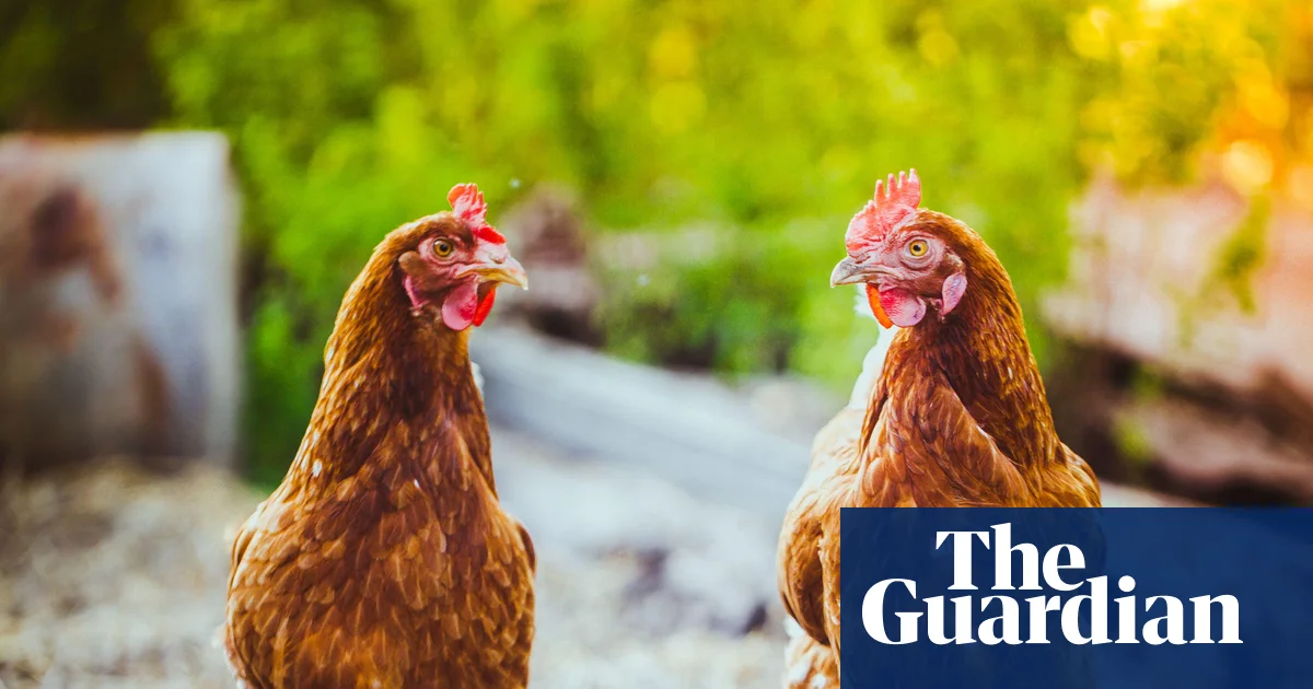 Chlorinated chicken with a side of safety warnings | Food safety