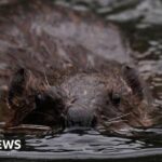 Gloucestershire getting 'beaver ready' for potential release