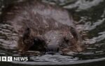 Gloucestershire getting 'beaver ready' for potential release