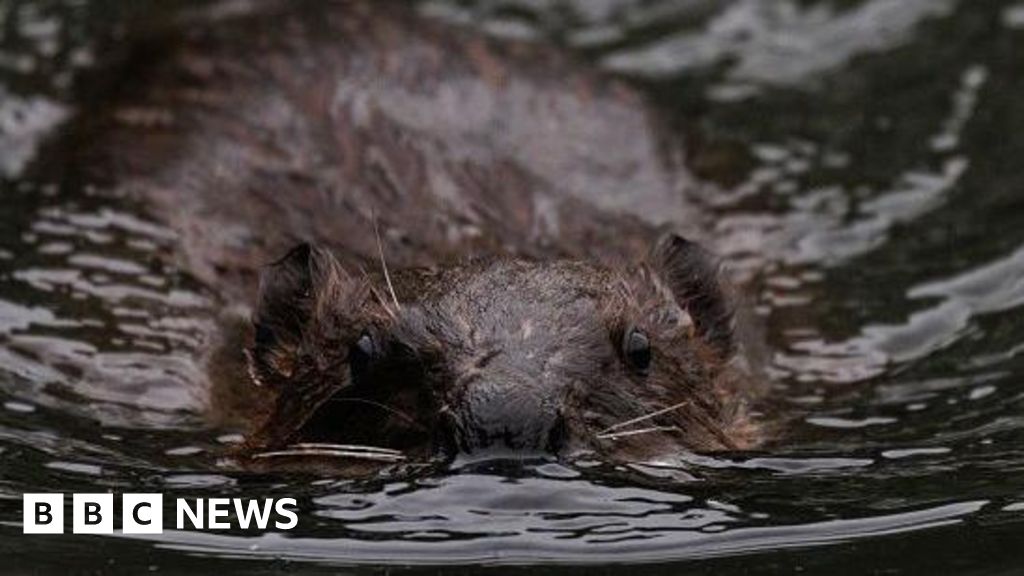Gloucestershire getting 'beaver ready' for potential release