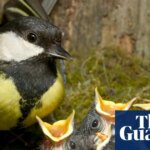 From early birds to emerging butterflies: UK shows signs of earliest spring on record | Spring